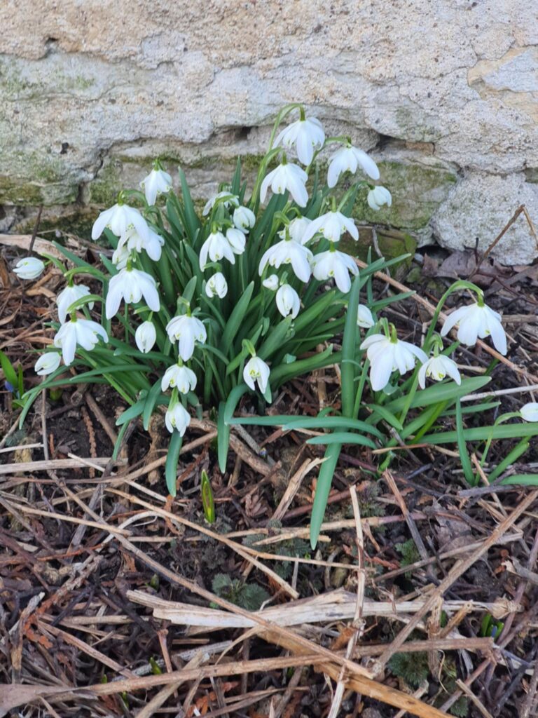 Pildil puudub alternatiivtekst. Failinimi: Lumikellukesed0325.jpg